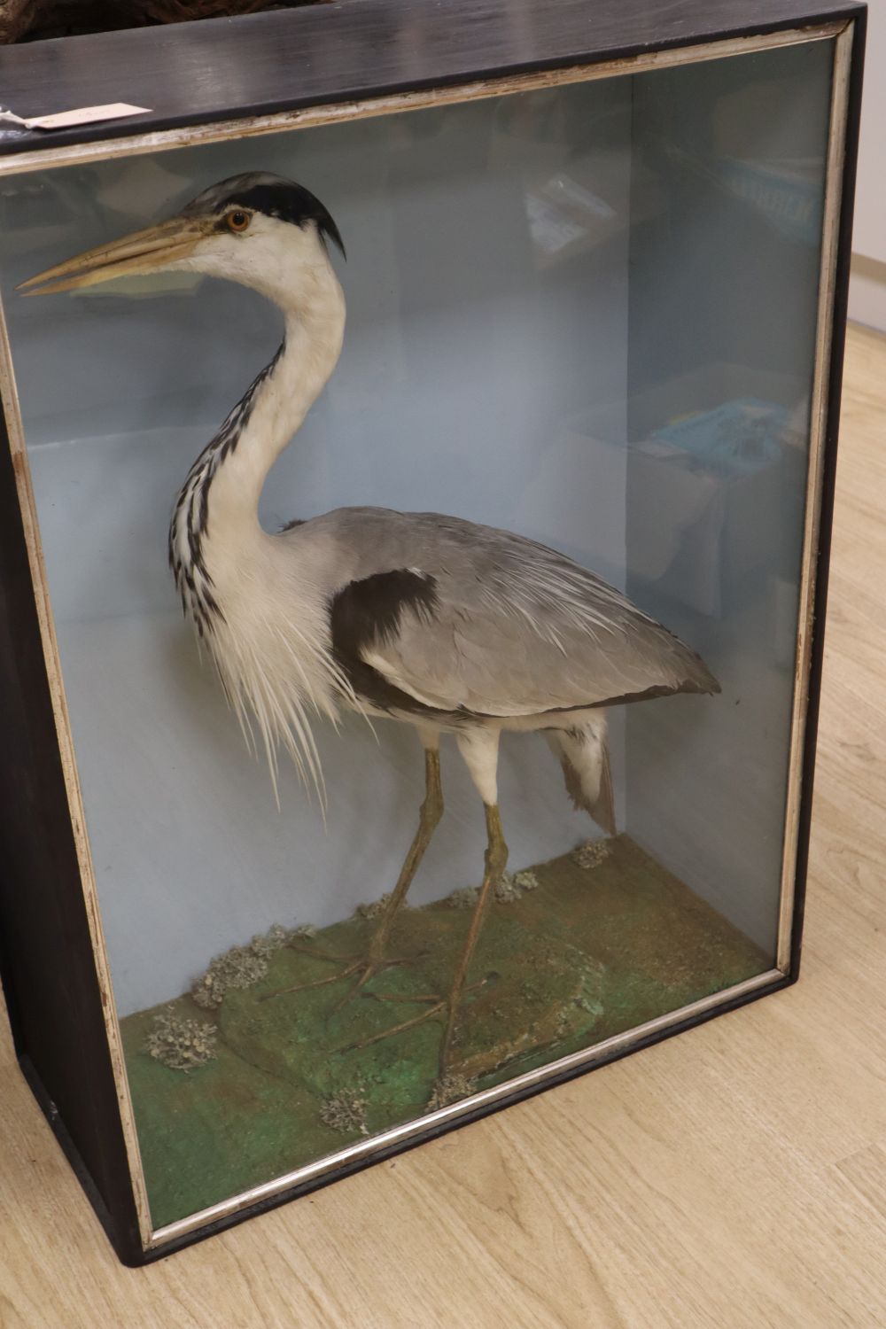 An early 20th century taxidermic Grey Heron, in glazed case, height case 84cm